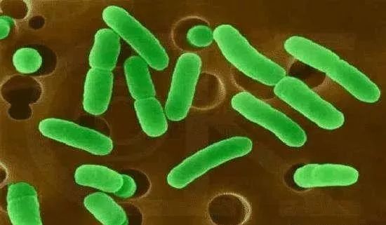養(yǎng)雞掃盲文 雞病到底是怎么來的？——深入淺出聊“生物菌種”
