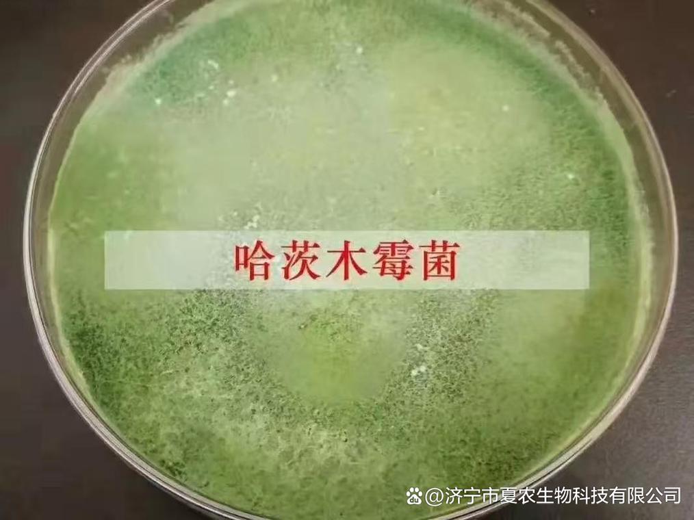 夏農(nóng)生物哈茨木霉菌原菌種:土傳病害綜合防控技術(shù)迭代趨勢(shì)