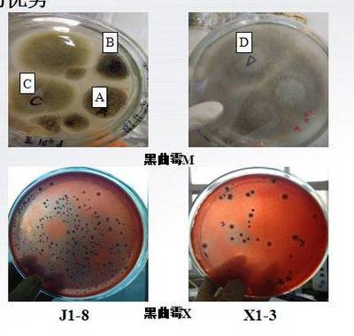 張鐵鷹 固態(tài)生物發(fā)酵研究進(jìn)展與未來發(fā)展趨勢(shì)——以生物菌種為核心的突破與展望