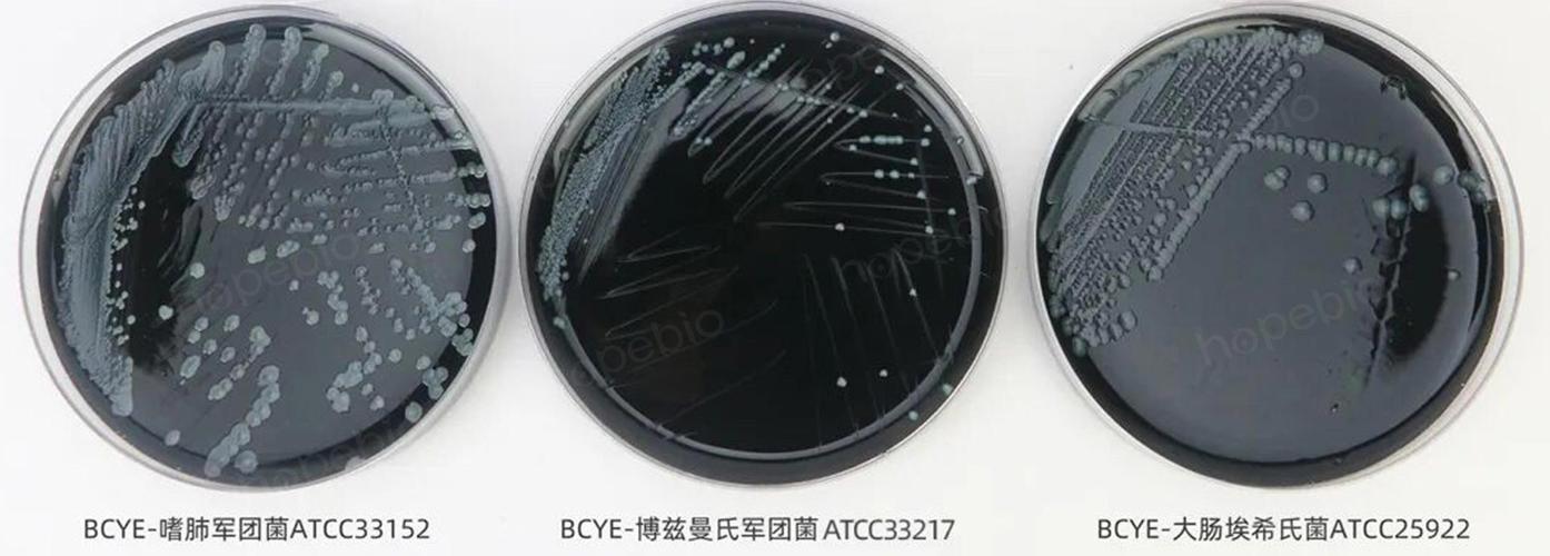 青島海博生物 專業(yè)生物菌種 продукция詳解與應(yīng)用指南